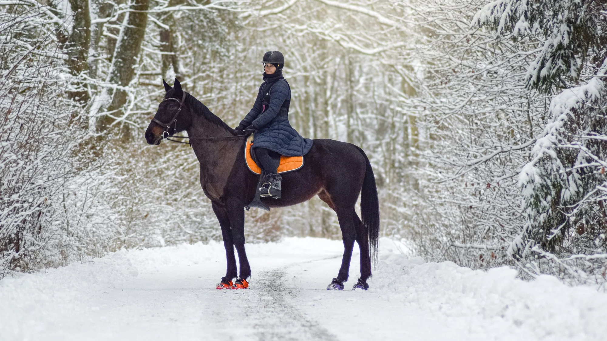 Engineered Performance for Barefoot Horses